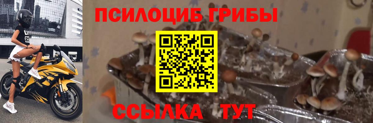Псилоцибиновые грибы Cubensis  Вход с VPN  Бутурлиновка 